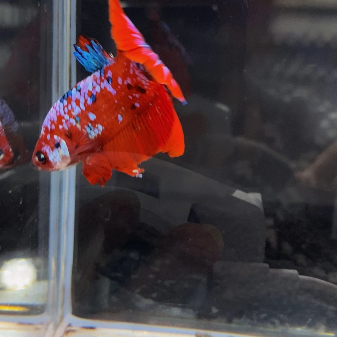 斗鱼车*士259巨斗巨斗