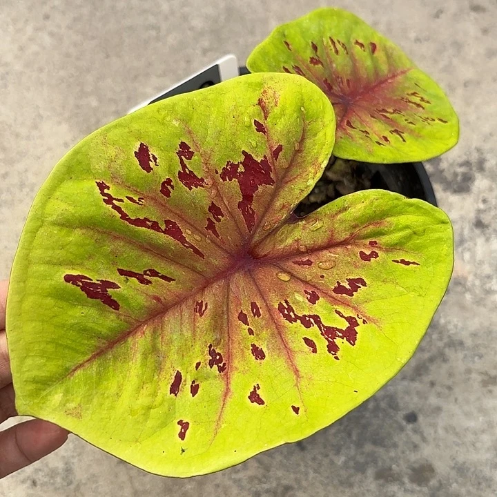 20-0220彩叶芋广东现货