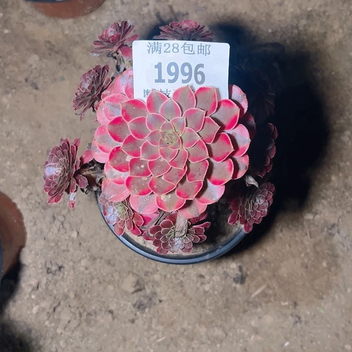 1996黑同白多肉植物