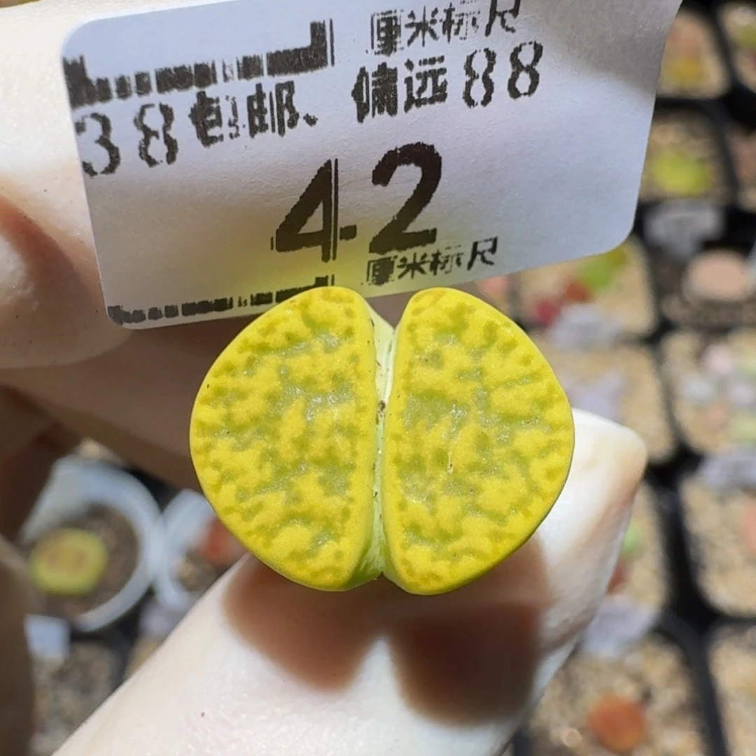 Ssss精品生生花42