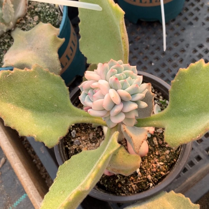 k**j专拍链接多肉植物