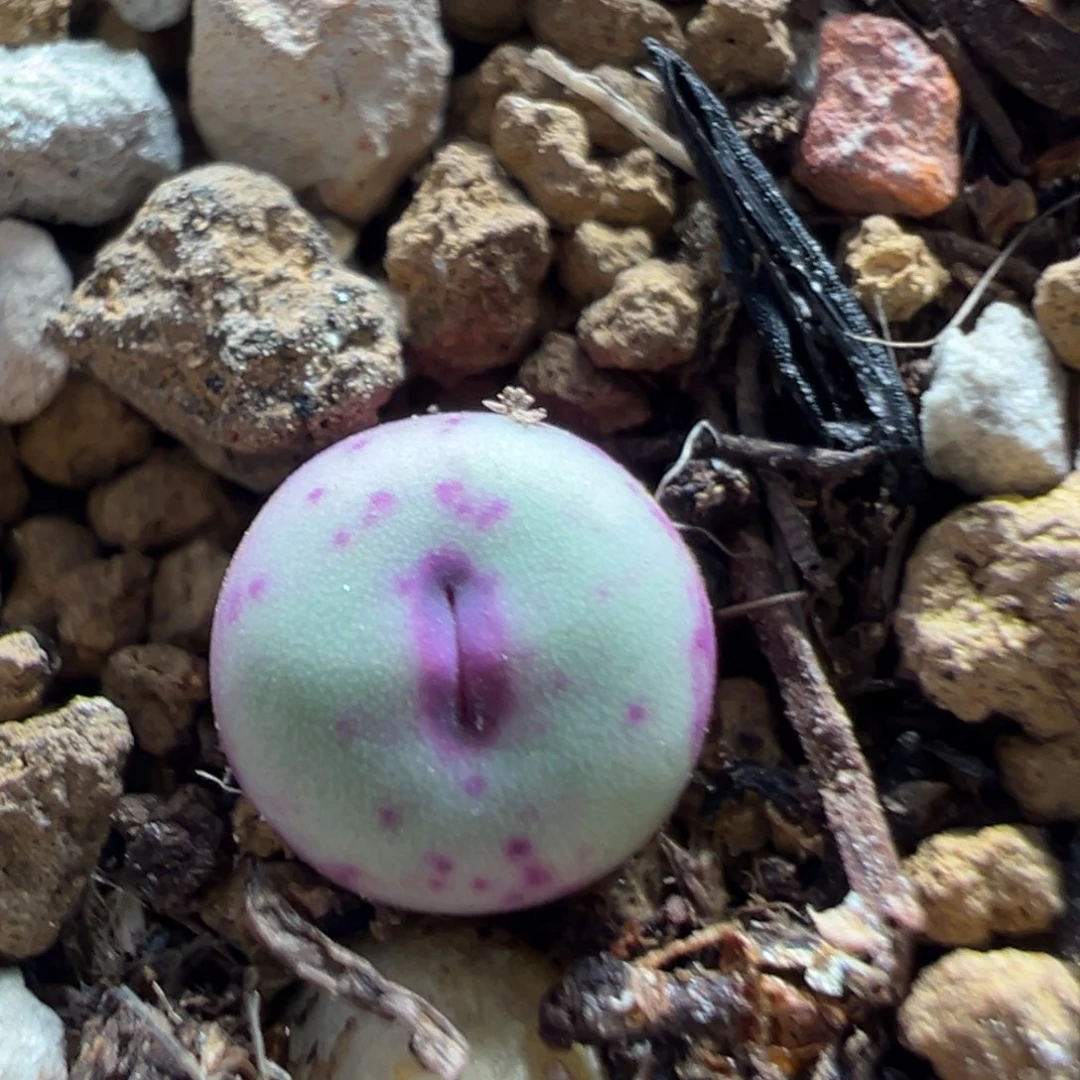 311多肉植物百科植物