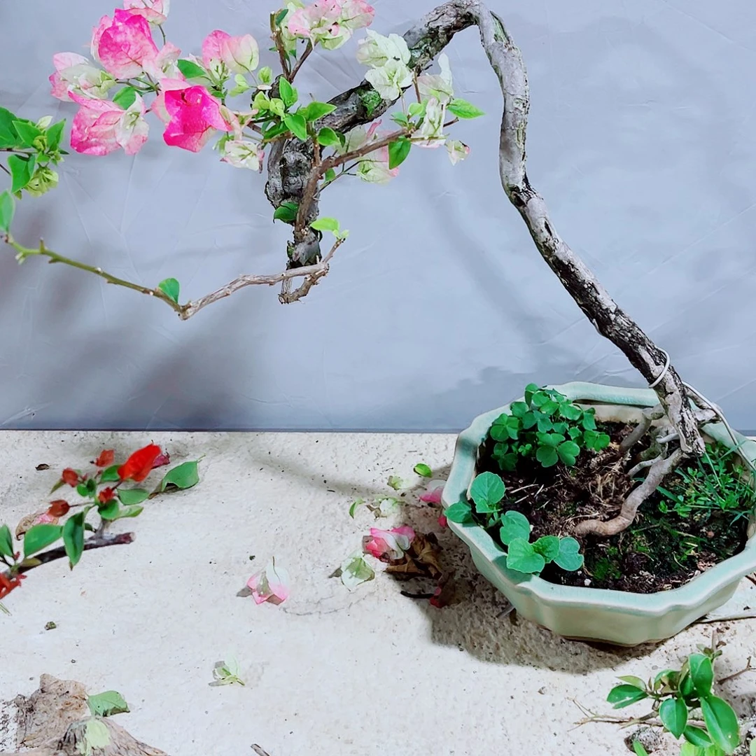 量***大无花朵三角梅绿樱