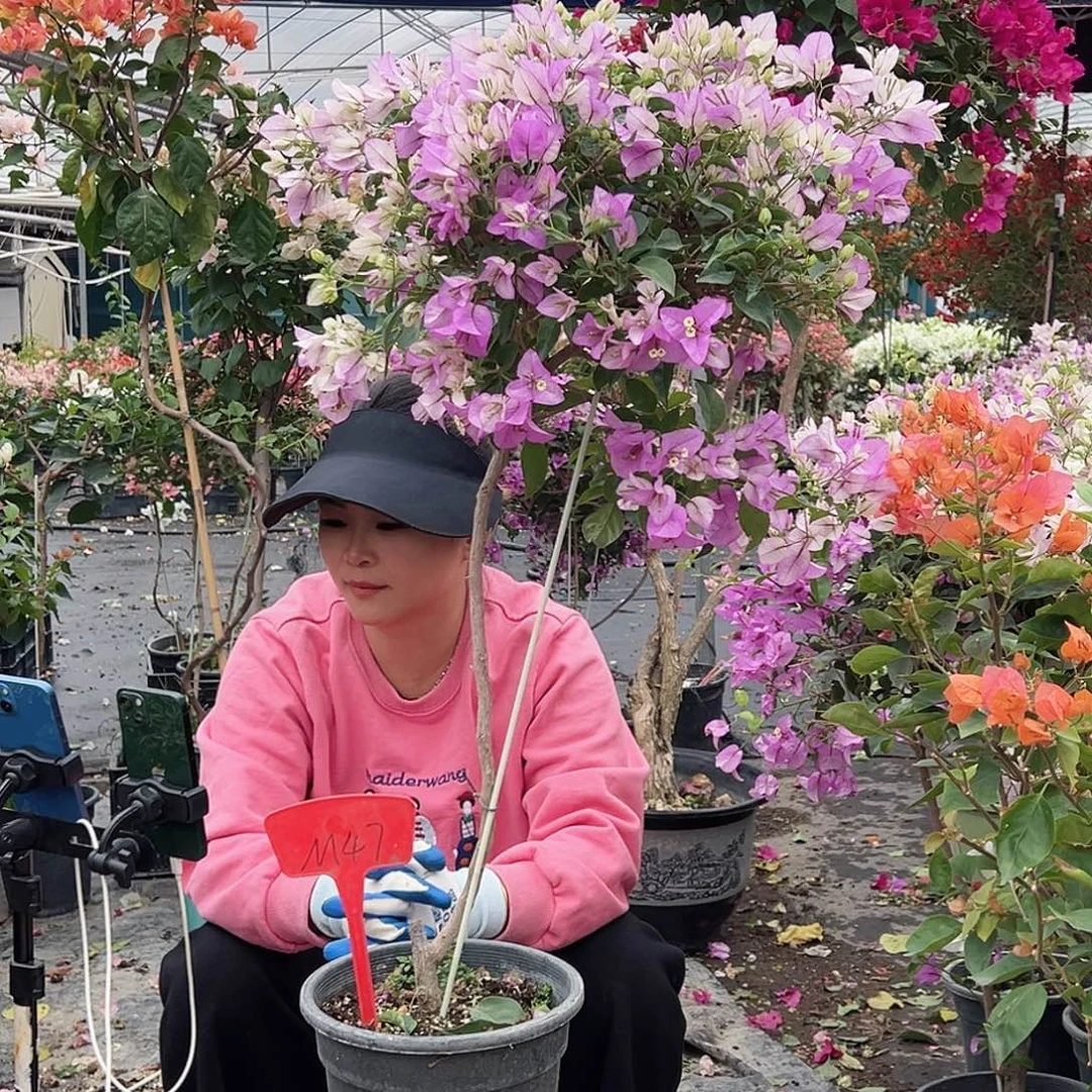 石***鱼大部分花苞少量开放M47少女心