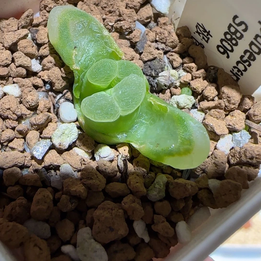 肉锥多肉植物百科-极窗257