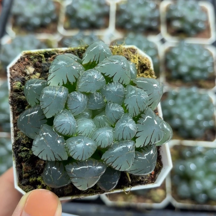 冰灯玉露多肉植物