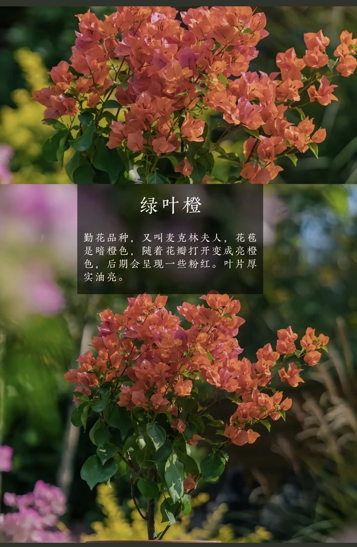 【绿叶橙—兴英】介意落花落叶  落秃 轻微折枝的勿拍  无售后
