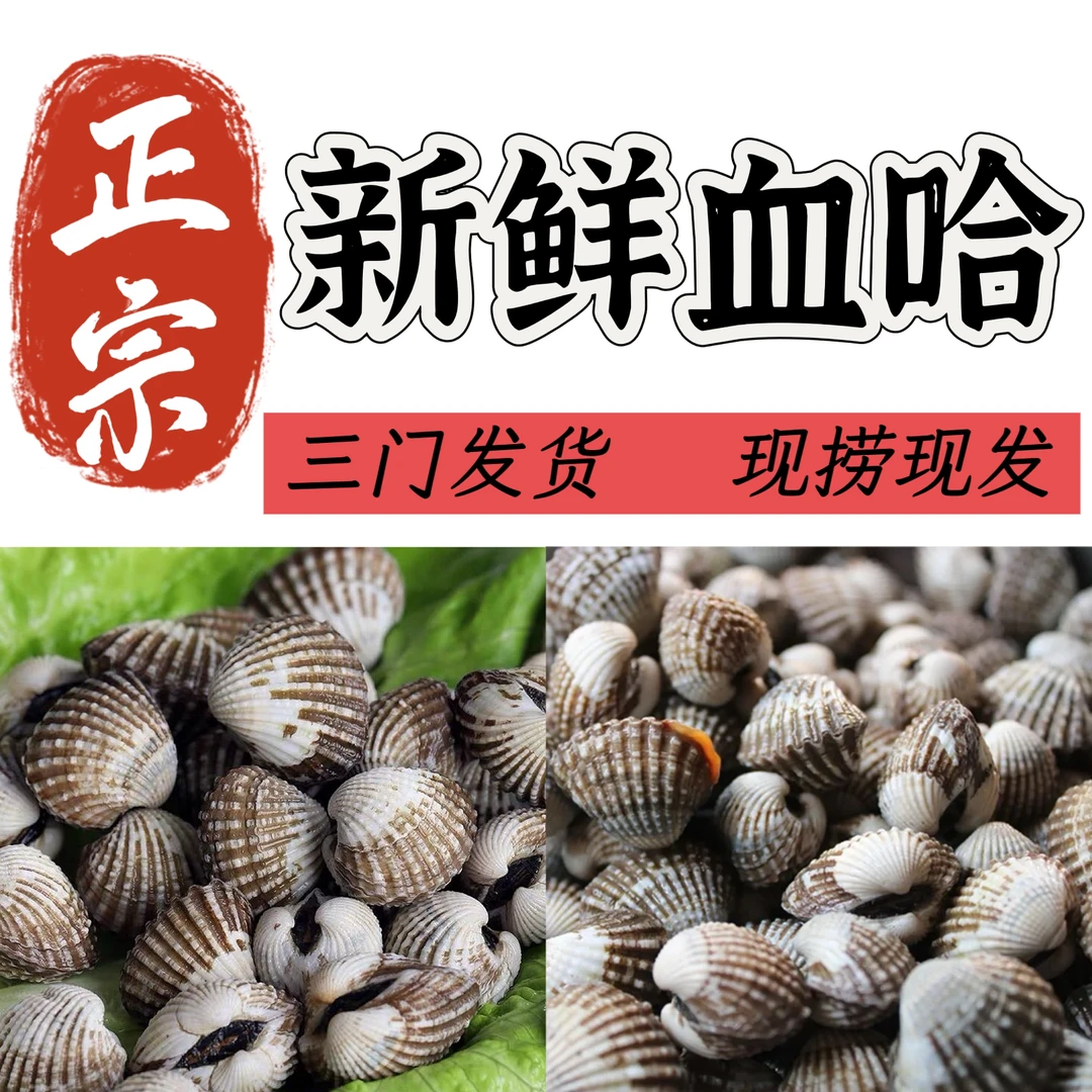 【中号福利】三门温州乐清血蛤鲜活血蚶带泥花蛤现捞1斤50-60粒左右