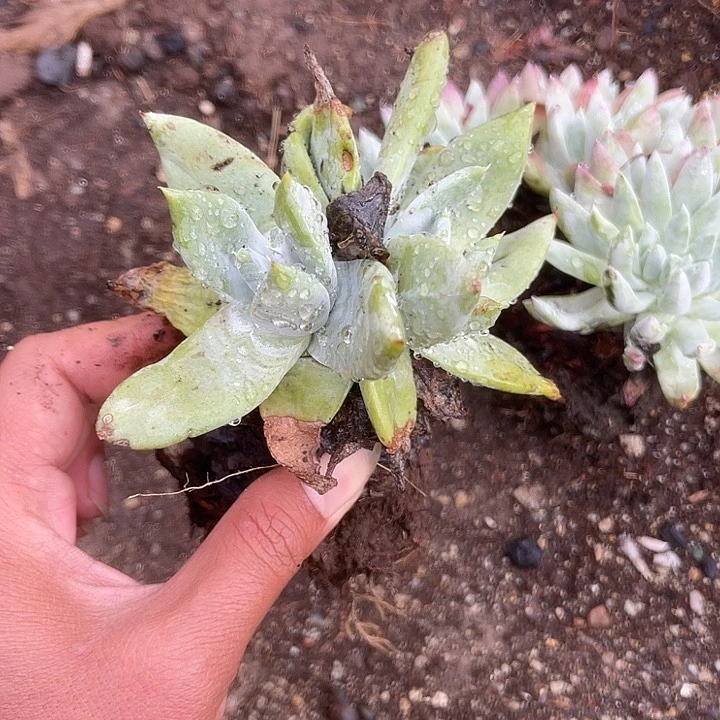 仙女杯系列多肉植物