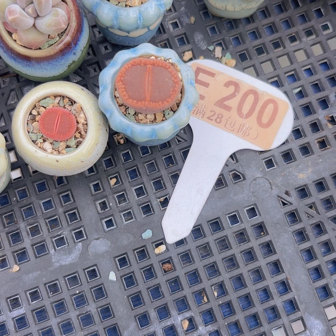 E200KO一物一拍1111