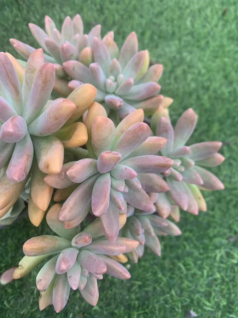 秋丽多肉植物，满9.9包邮，云南军哥多肉基地发货，好养护