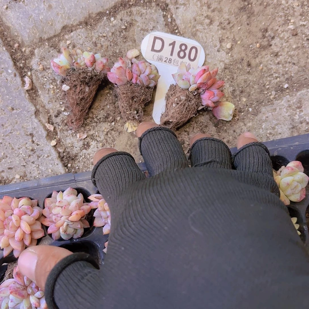 巳**?D180三颗一物一拍