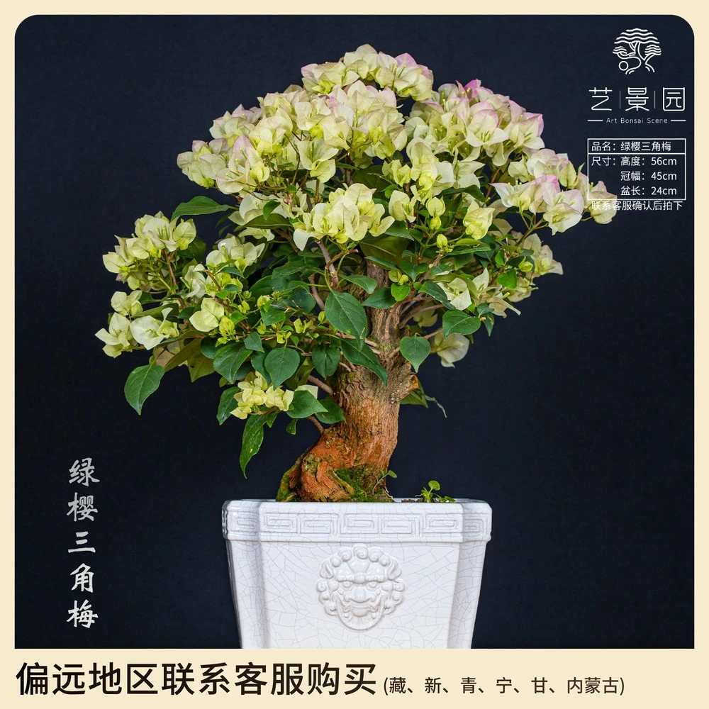 【艺景园·林家小院】通用链接一物一拍精品高端盆景艺术三角梅