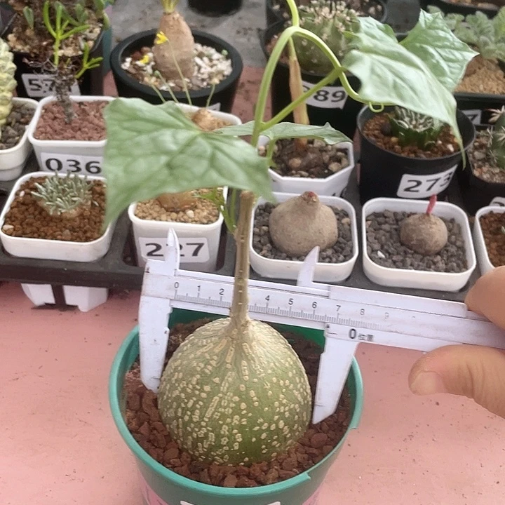 145银叶睡布袋块根