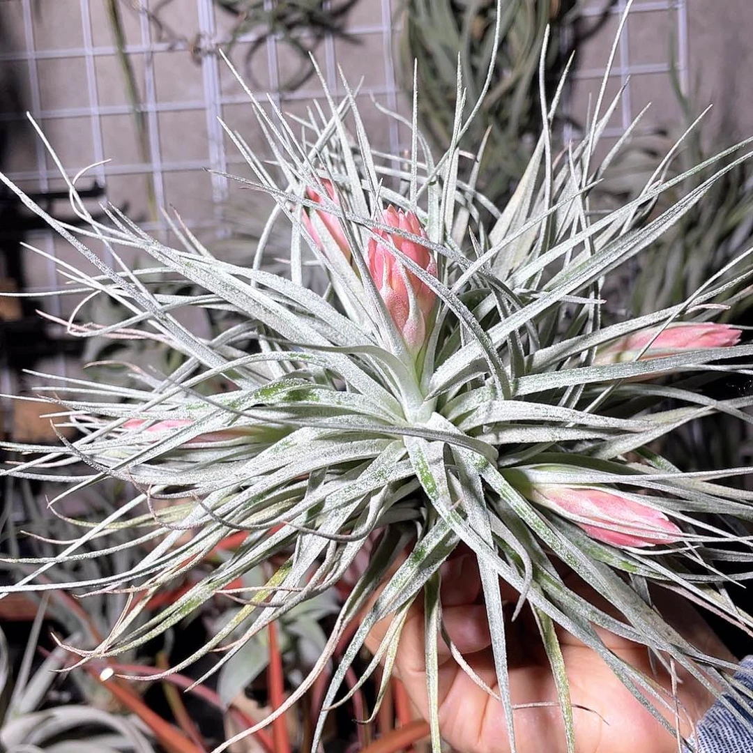 用***2棉花糖群生空气凤梨