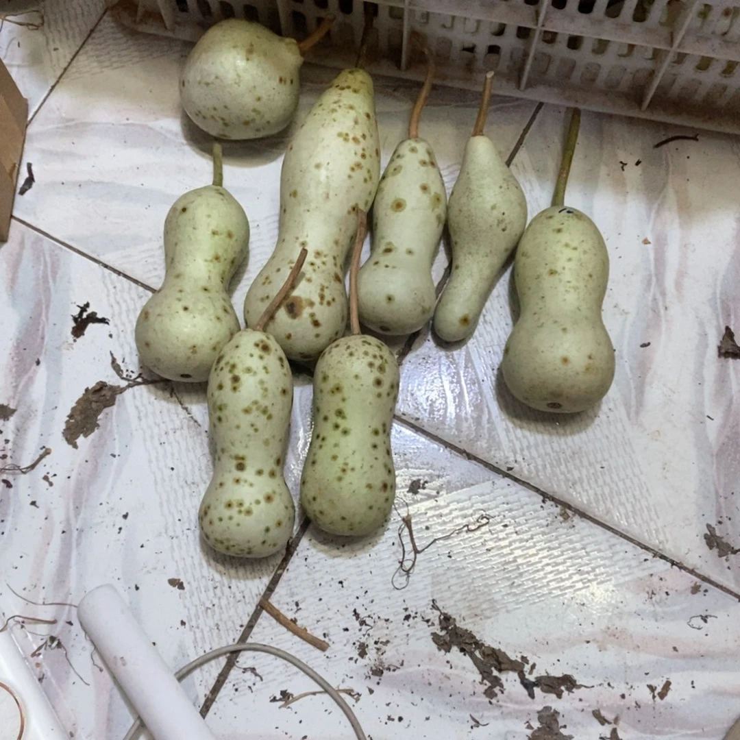 智*.文玩葫芦青皮葫芦