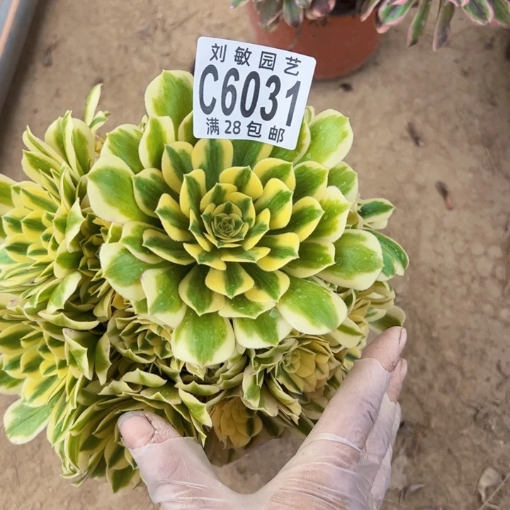 迈巴赫多肉植物法师6031