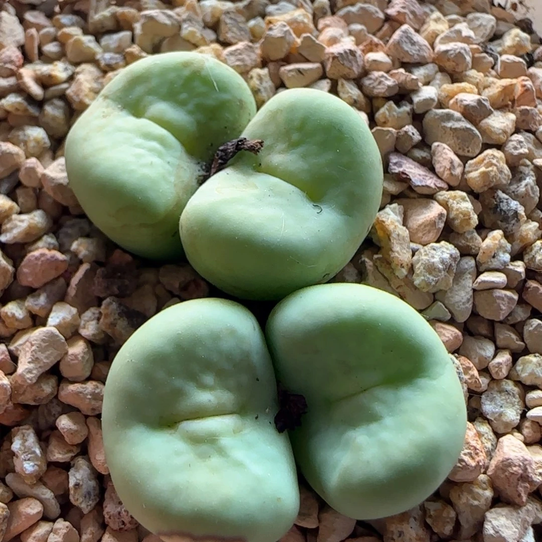 5842 大白多肉植物园