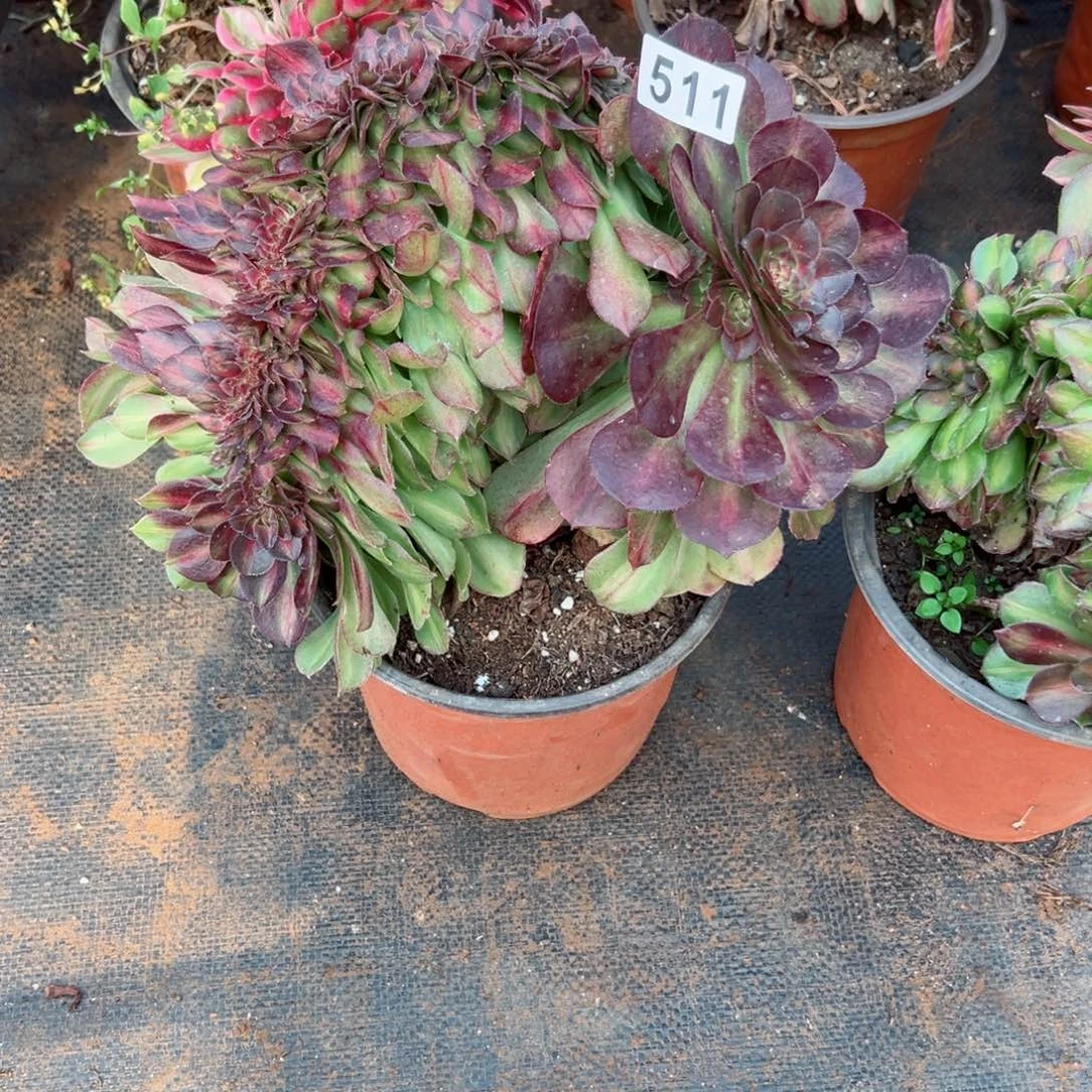 511 号多肉法师植物