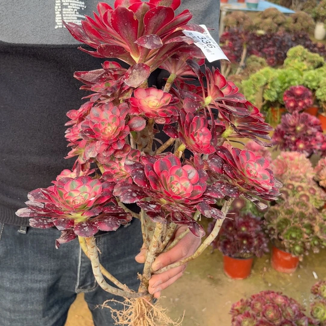 乐***y336丽娜多肉植物法师