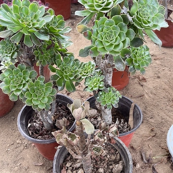 王***燕3棵玫瑰玫瑰玫瑰玫瑰