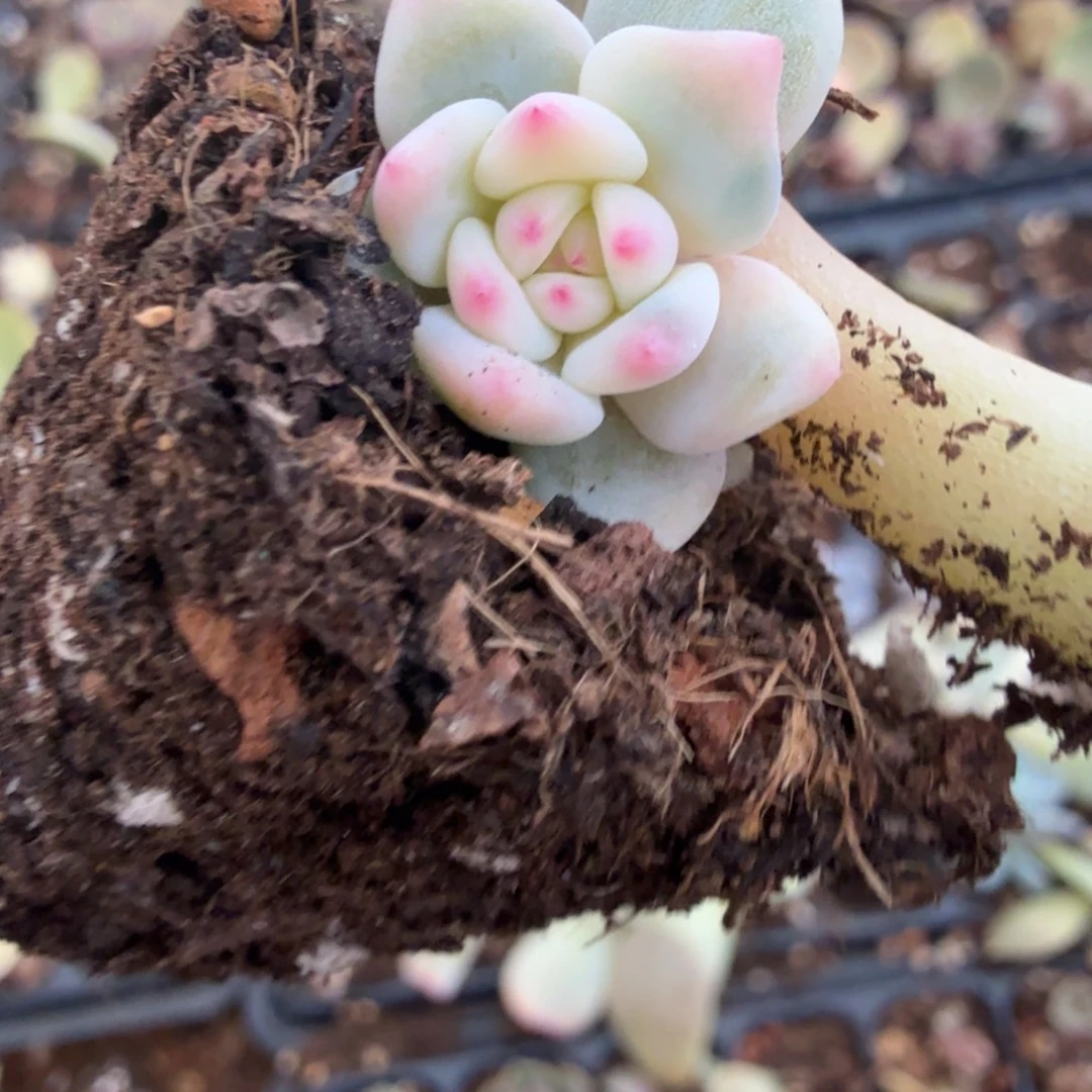 无名盲盒多肉锦植物