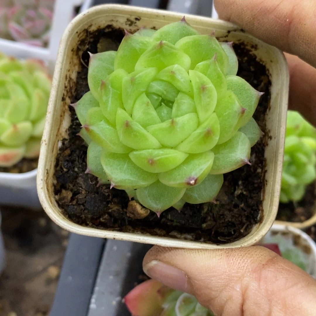 精品多肉一物一拍不包整241