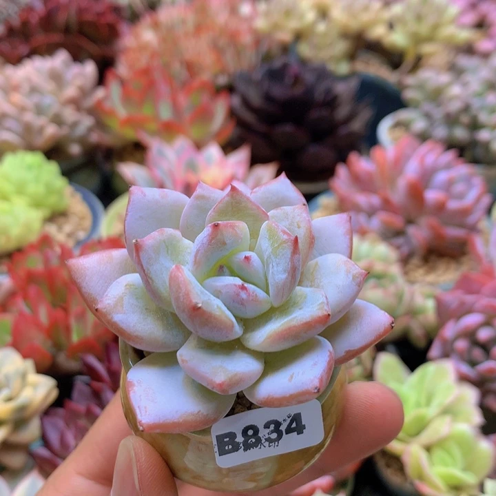 一物一拍含盆土满38包邮B834