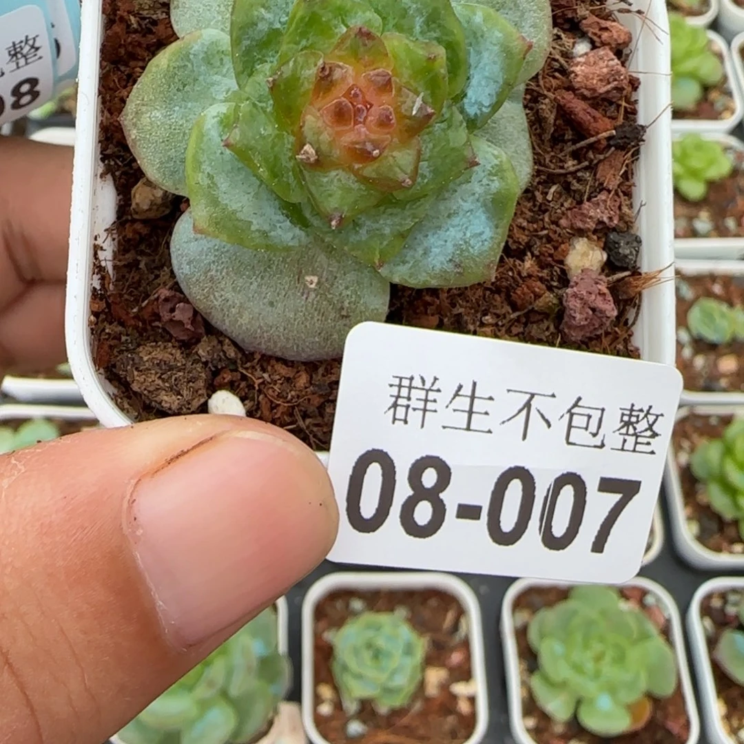 小卡拉米糖心一物一拍8-7