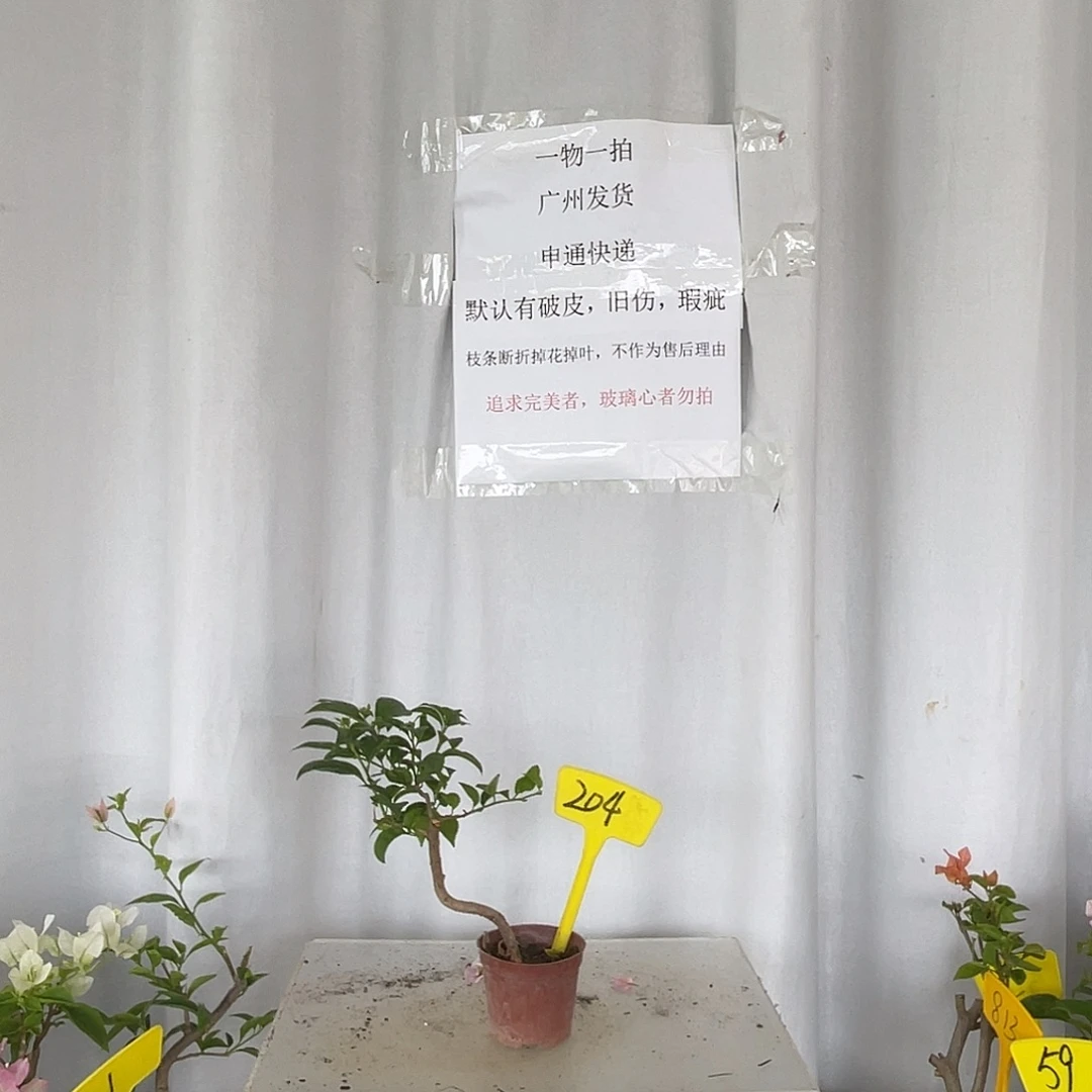 当前无花栽培后可以开花204巴西紫掌中宝