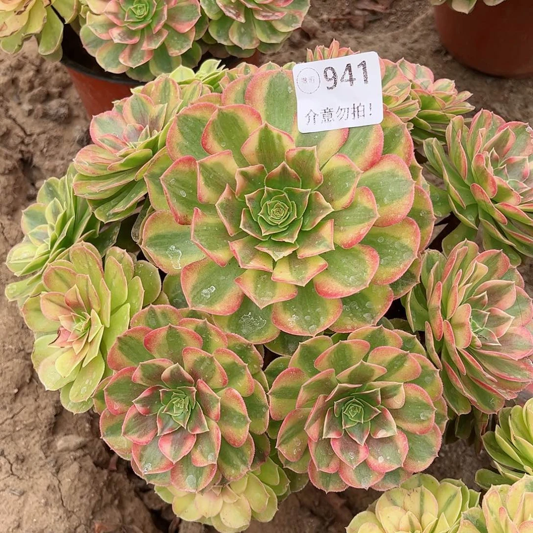 无花朵璐*多肉植物941