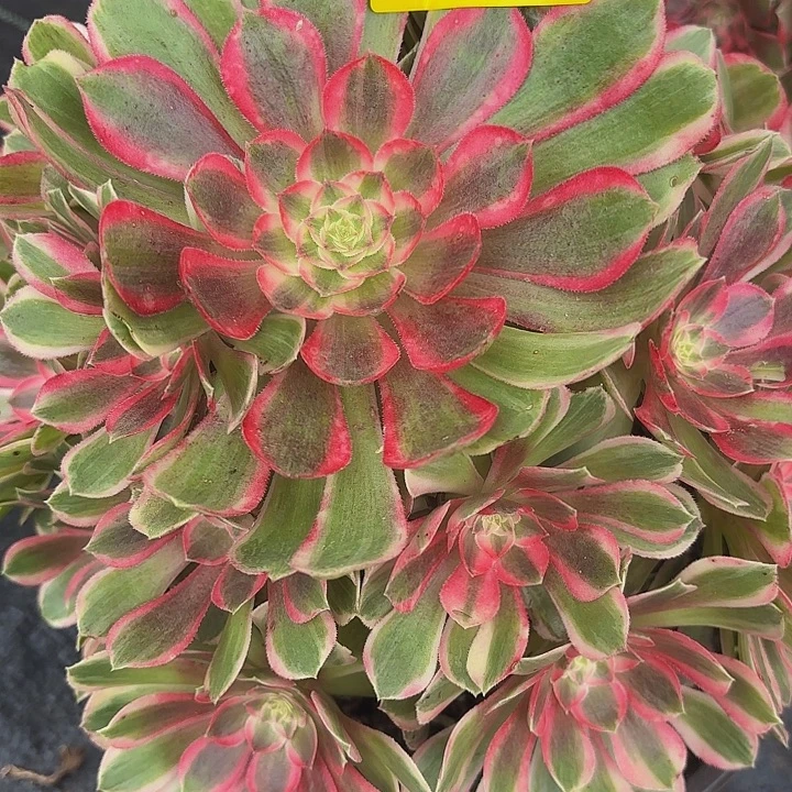 多肉植物福利348个