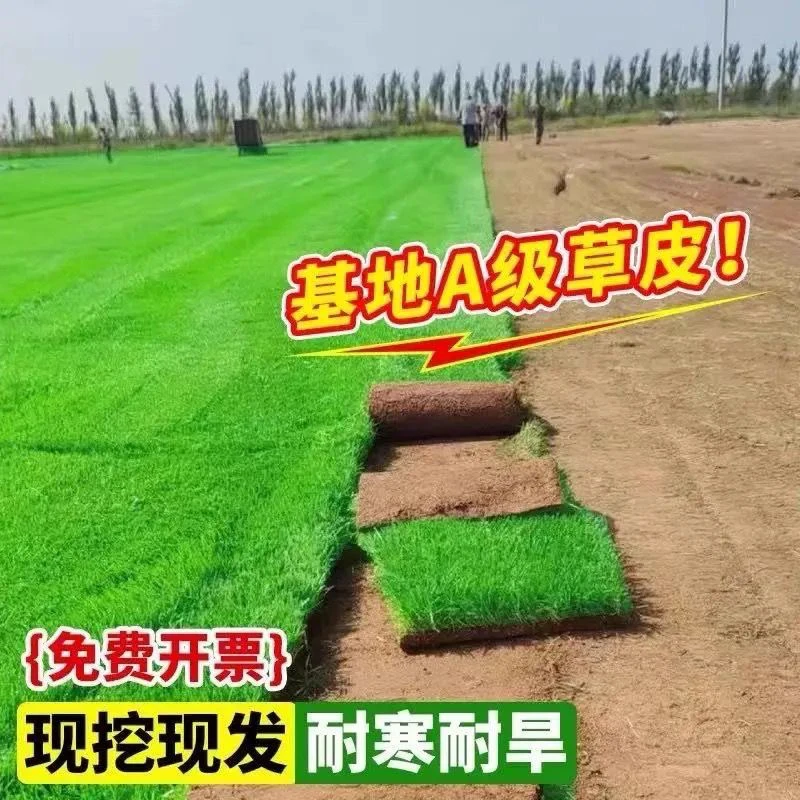 新鲜台湾泥土草坪四季常青阳台地坪真草坪真草庭院人工果岭地毯草