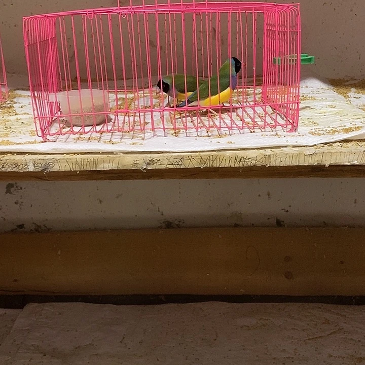 文鸟淡*M普彩黑头一对，包活到家