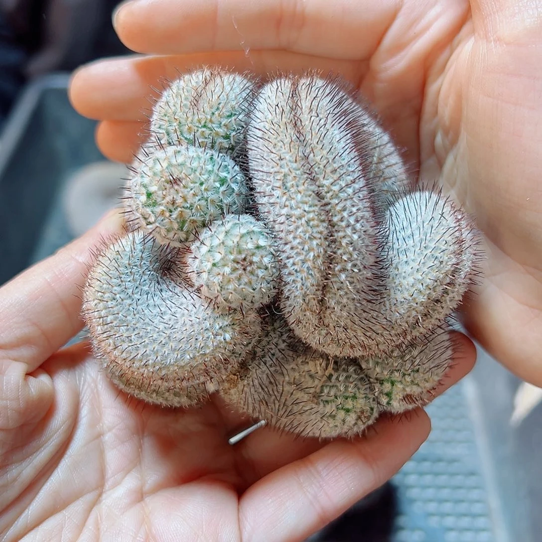 直刺佩蕾缀化7公分无根带小木心