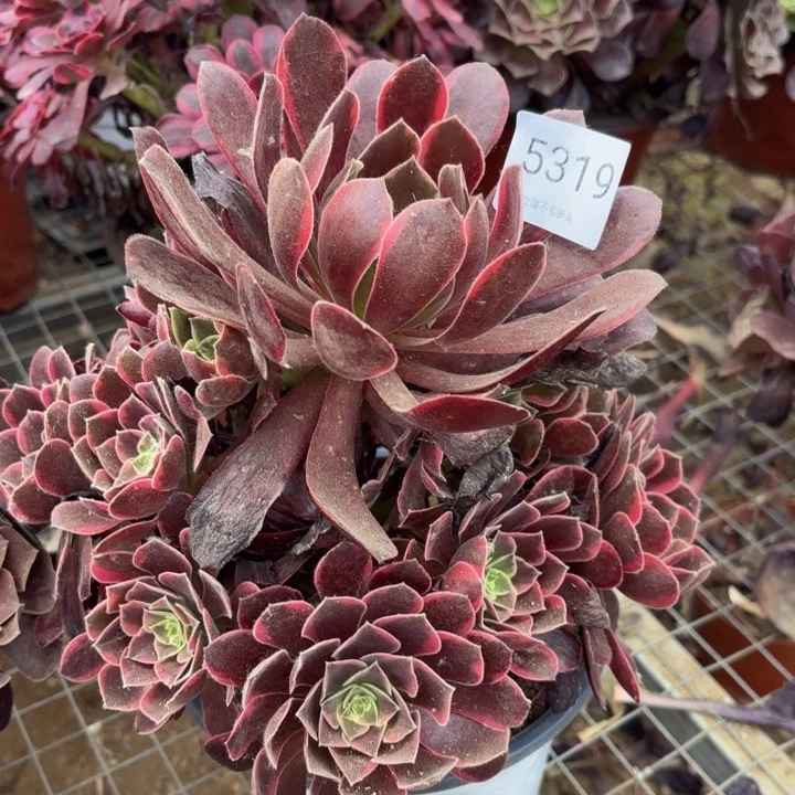 金丝却多肉处理不包断头5319