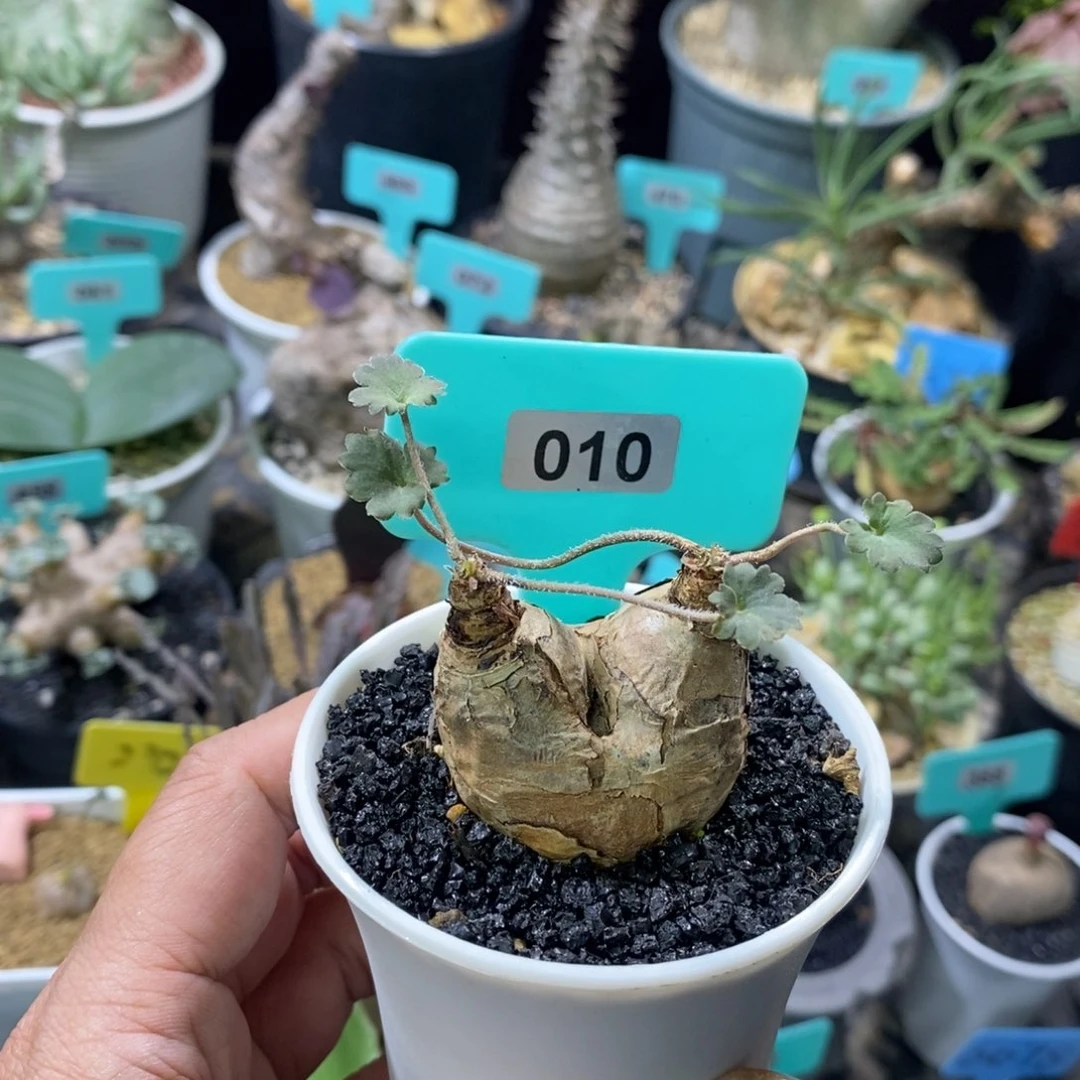 肾叶杨奎多肉植物