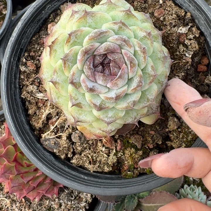 紫霞仙子多肉植物绿植