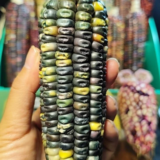 文玩玉米宝石一根