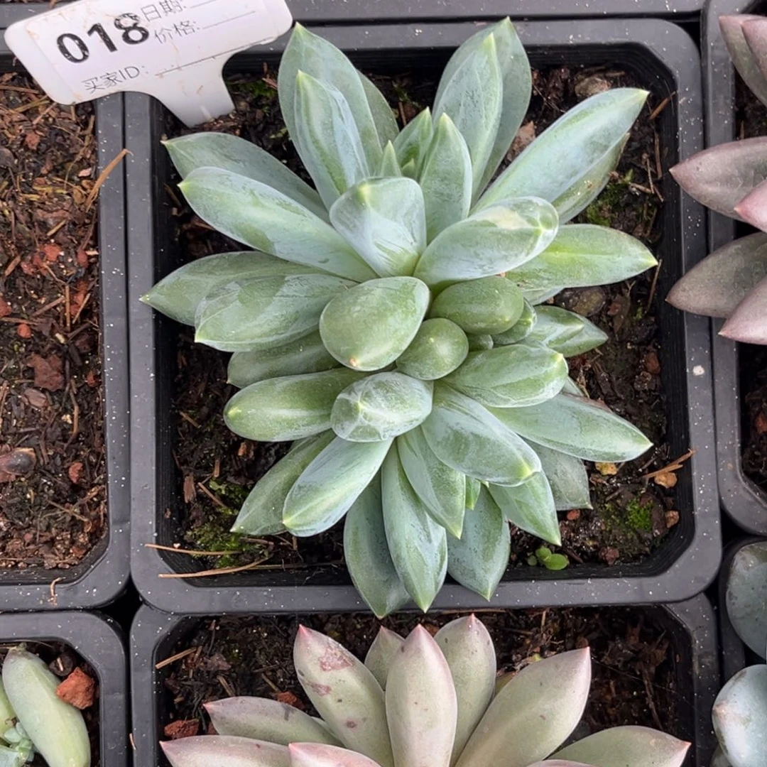 重楼美系多肉植物18h