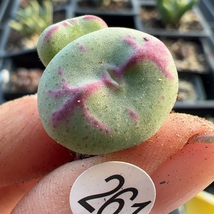 261号111111111111111