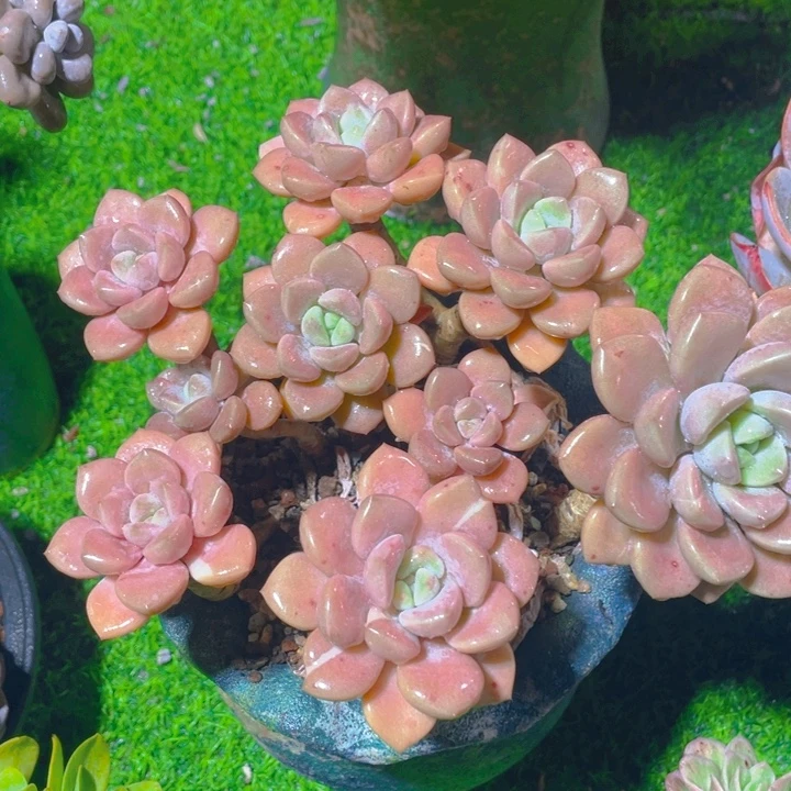 谢谢你的支持00000055