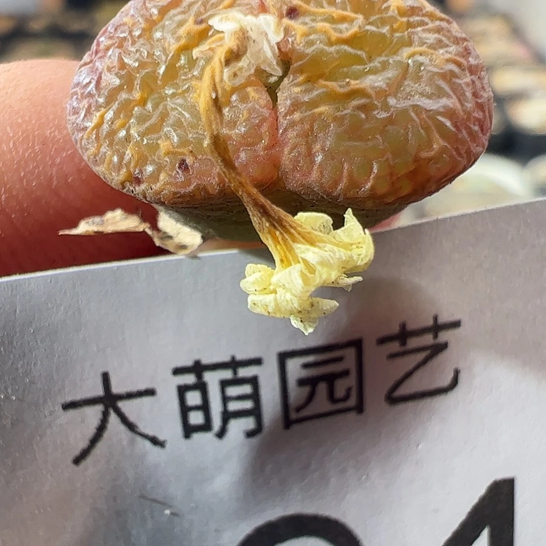 一物一拍。        894