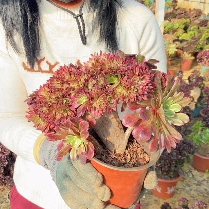 只****赵689水墨画老桩老桩