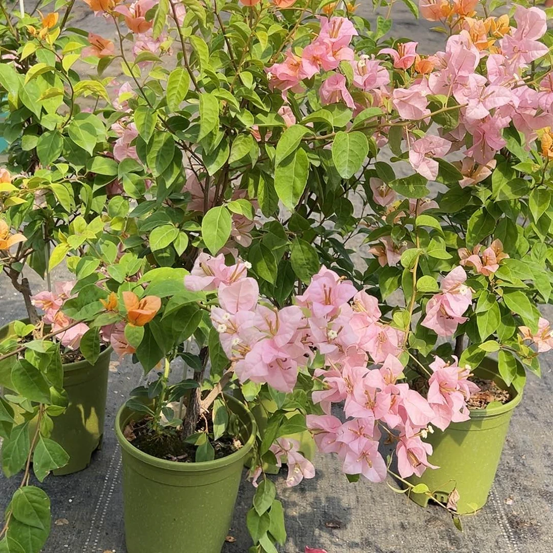 大部分花苞少量开放金发女郎带竹一颗