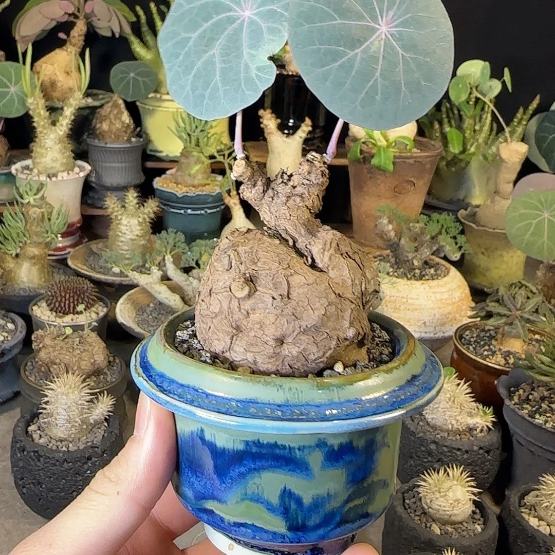 一物一拍老家一叶龟16