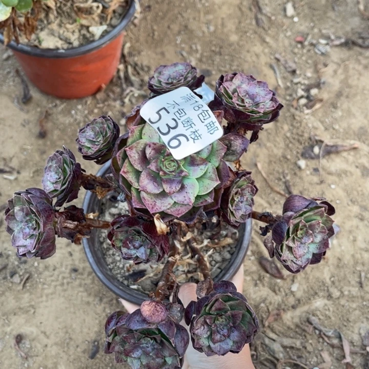 536黑魔小手捧1号棚