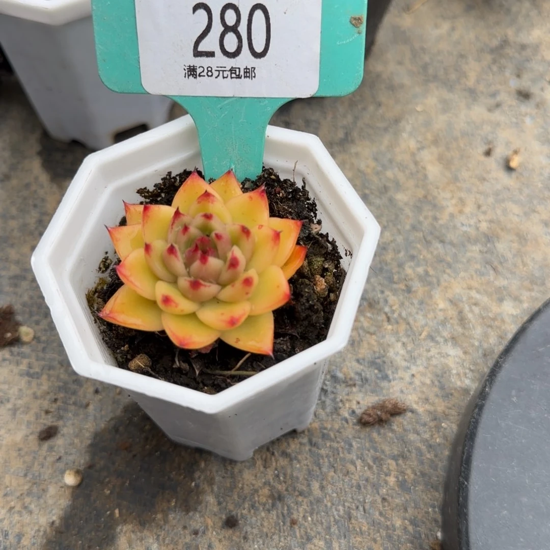 魚多肉植物变异黄金