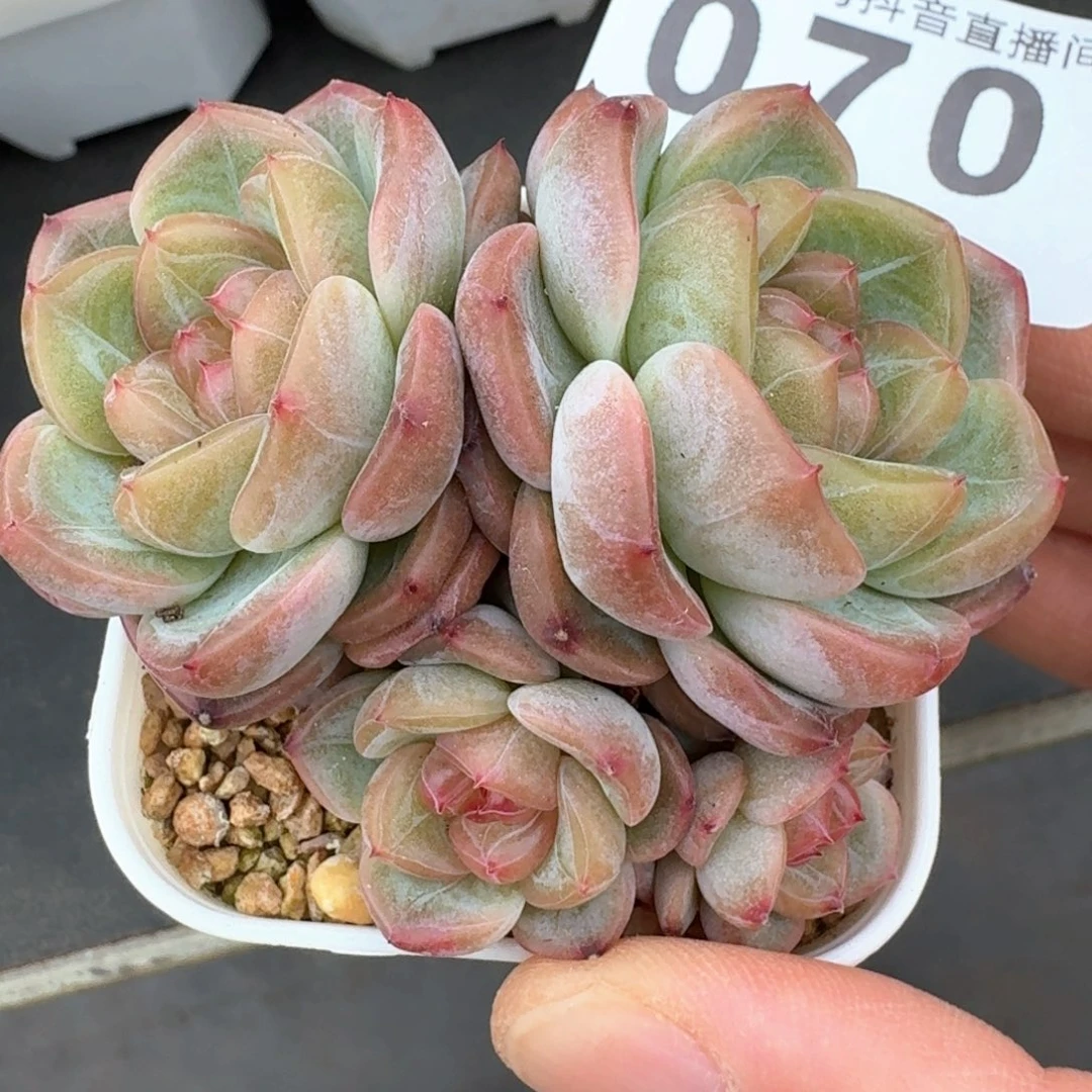 甜心群生整装无砍