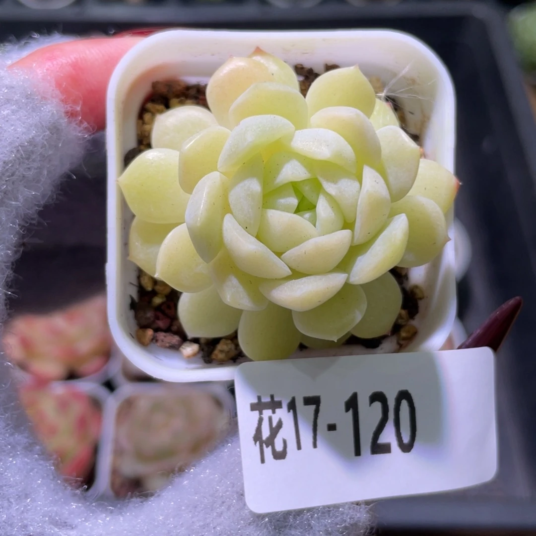 花利美17-120福利珍妮